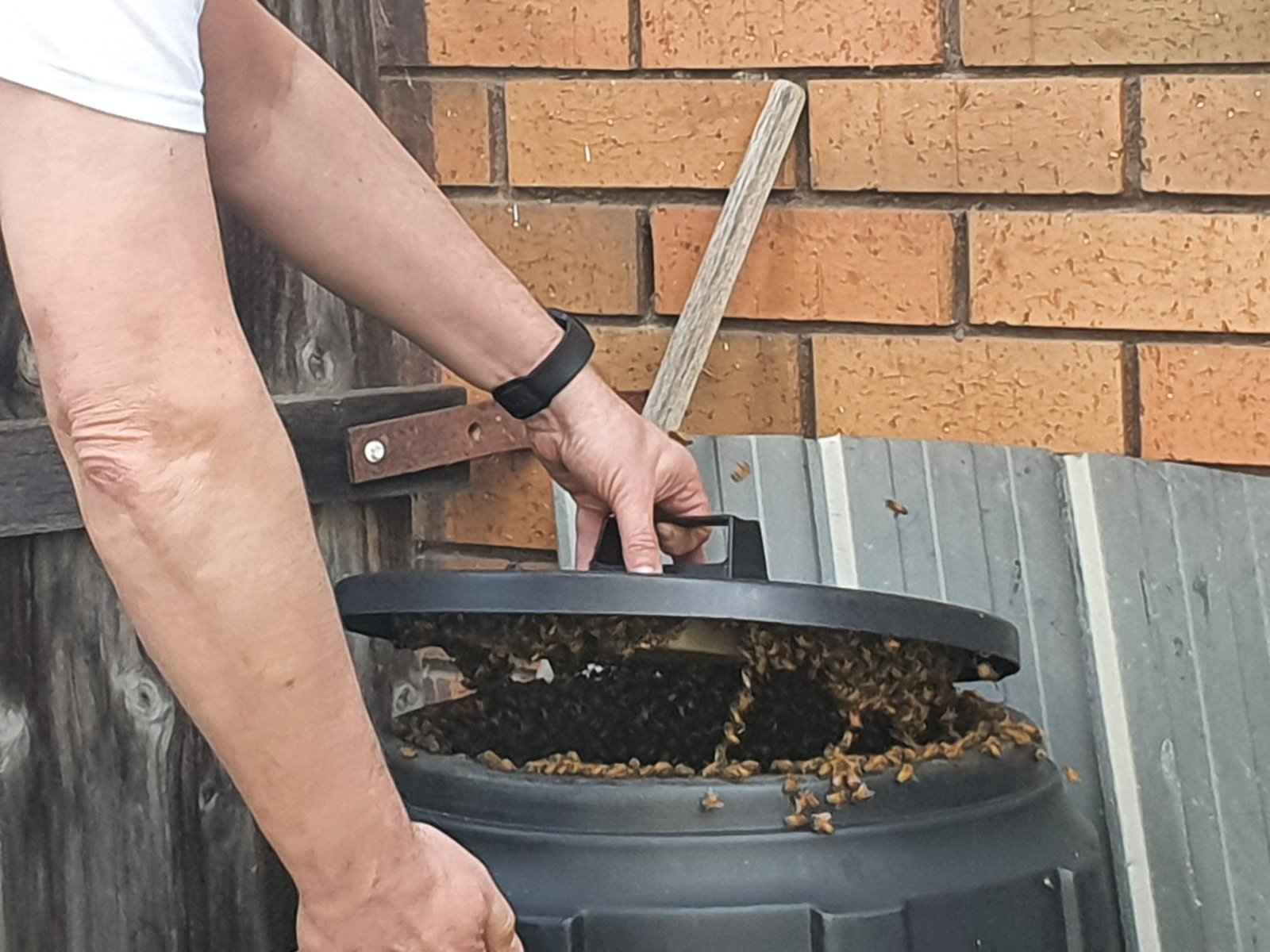 Swarm photo